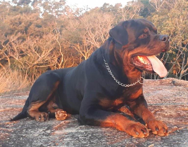 Veja mais detalhes sobre esse macho Rottweiler Black Diamantes de Minas